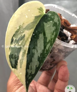 Rare Scindapsus Mariposa
