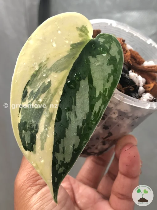 Rare Scindapsus Mariposa