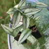 Scindapsus Officinalis Borneo