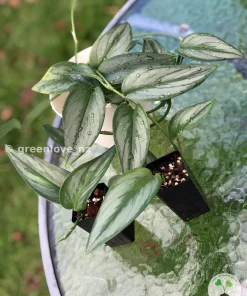 Scindapsus Officinalis Borneo