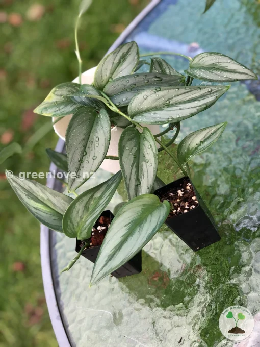 Scindapsus Officinalis Borneo