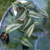 Scindapsus Officinalis Borneo