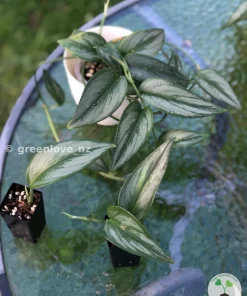 Scindapsus Officinalis Borneo
