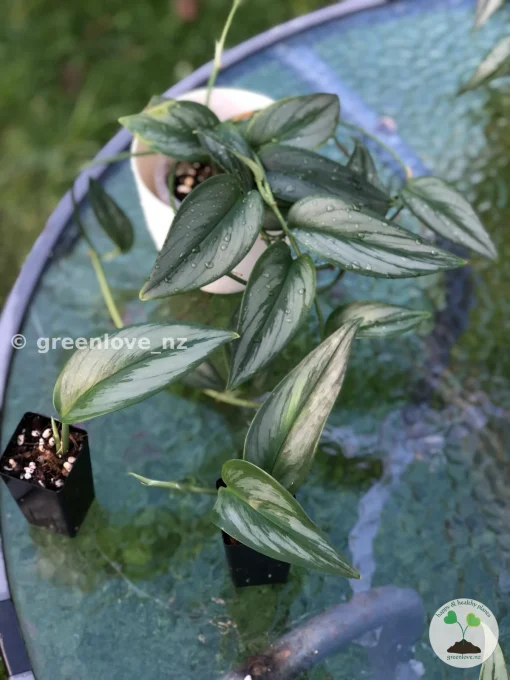 Scindapsus Officinalis Borneo