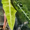 Alocasia Sanderiana Aurea