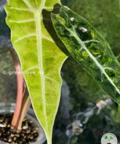 Alocasia Sanderiana Aurea