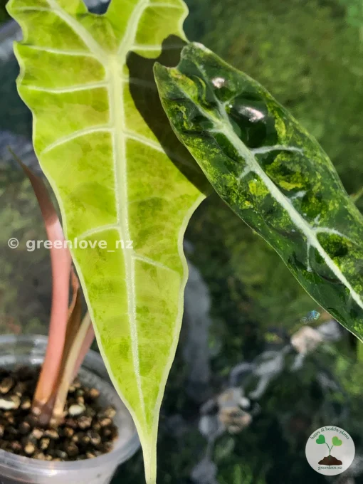 Alocasia Sanderiana Aurea