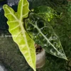 Alocasia Sanderiana Aurea