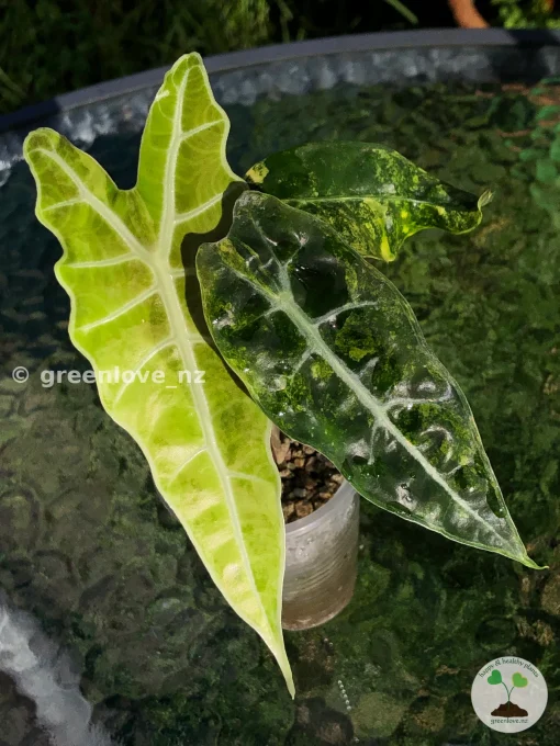 Alocasia Sanderiana Aurea