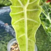 Alocasia Sanderiana Aurea