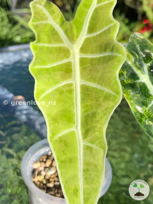 Alocasia Sanderiana Aurea