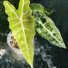 Alocasia Sanderiana Aurea