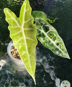 Alocasia Sanderiana Aurea
