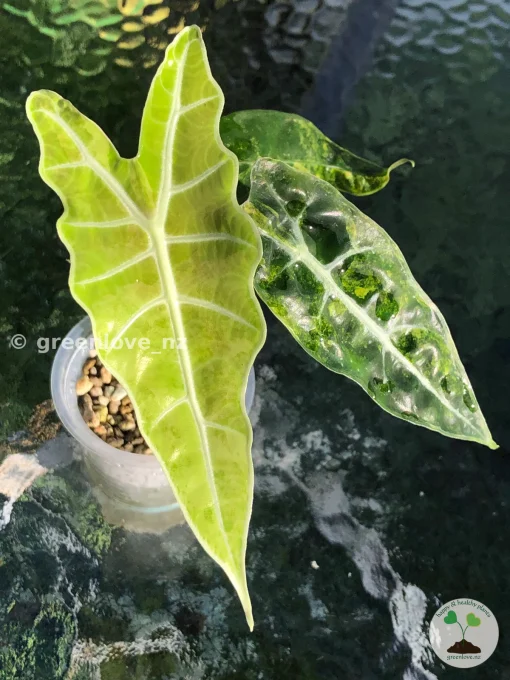 Alocasia Sanderiana Aurea