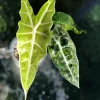 Alocasia Sanderiana Aurea