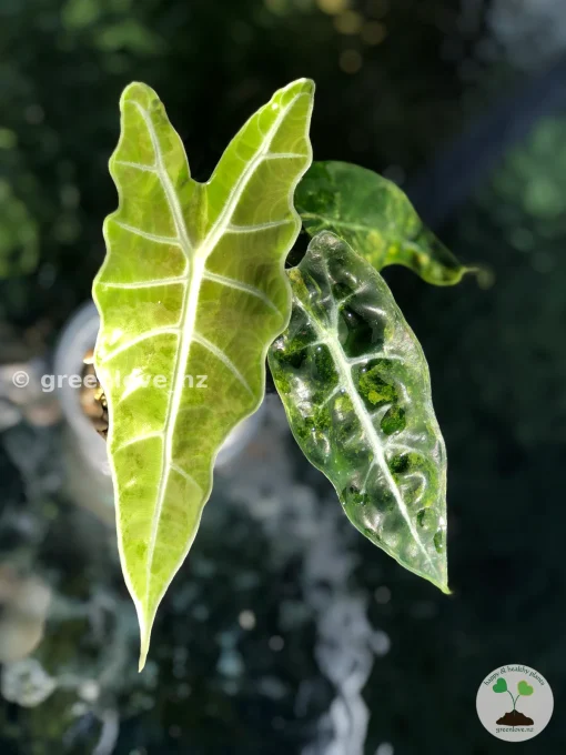 Alocasia Sanderiana Aurea