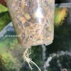 Roots of a Rare Alocasia