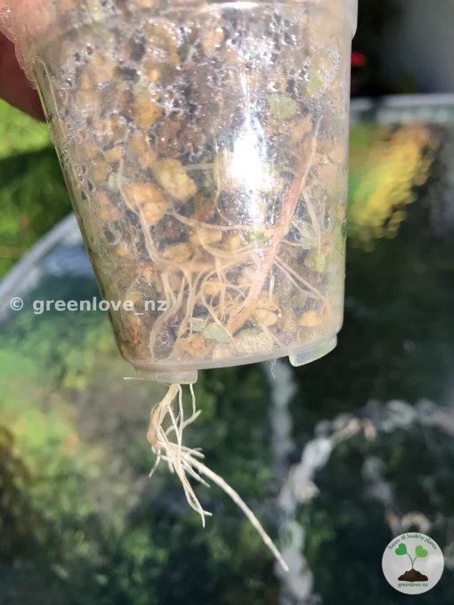 Roots of a Rare Alocasia