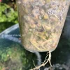 Roots of a Rare Alocasia