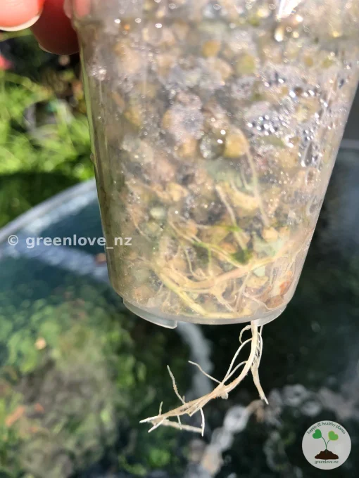 Roots of a Rare Alocasia