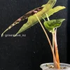 Alocasia Sanderiana Aurea