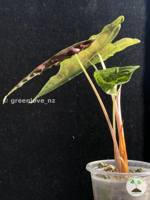 Alocasia Sanderiana Aurea