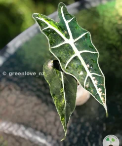 Alocasia Sanderiana Aurea