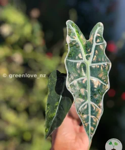 Alocasia Sanderiana Aurea