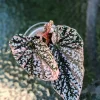Begonia Snow capped Variegated