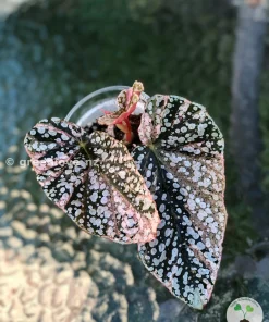 Begonia Snow capped Variegated