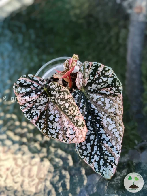 Begonia Snow capped Variegated