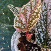 Begonia Snow capped Variegated