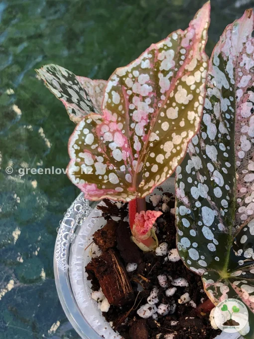 Begonia Snow capped Variegated