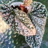 Begonia Snow capped Variegated