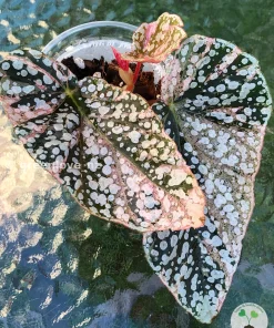 Begonia Snow capped Variegated