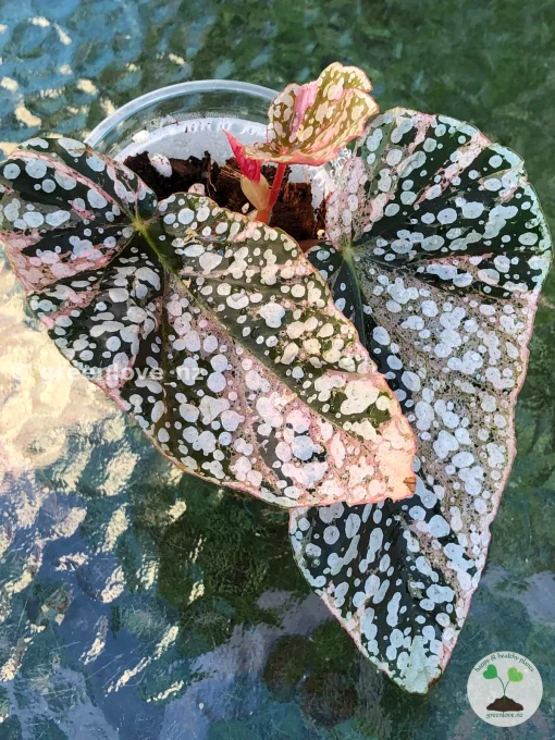 Begonia Snow capped Variegated