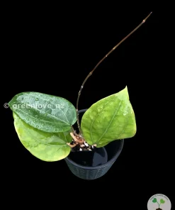 Hoya Glabra Borneo