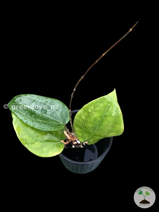 Hoya Glabra Borneo