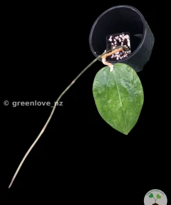 Hoya Glabra Borneo