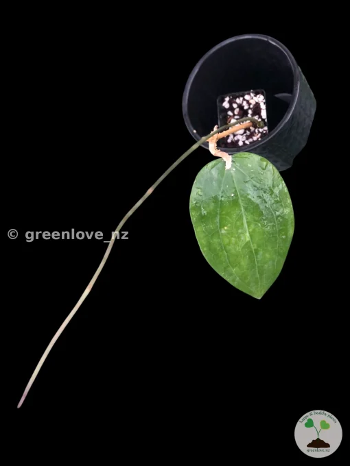 Hoya Glabra Borneo