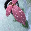 Hoya Undulata
