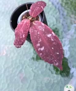 Hoya Undulata
