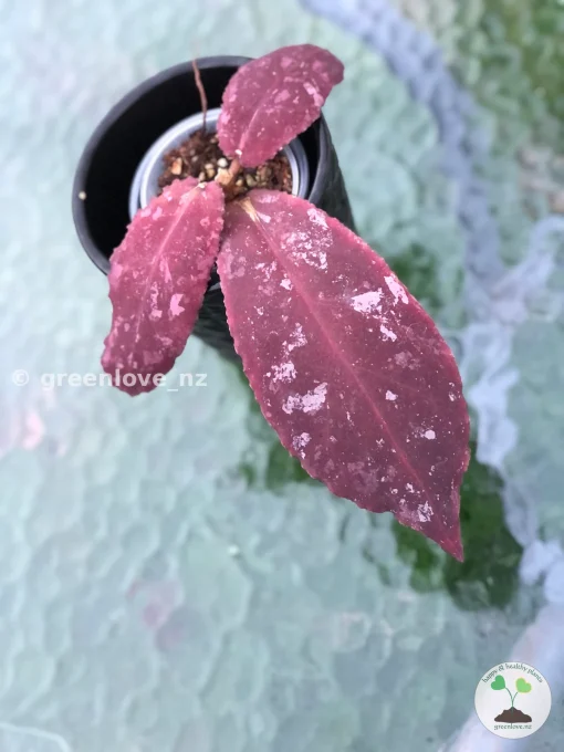Hoya Undulata