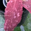Rare Hoya Undulata