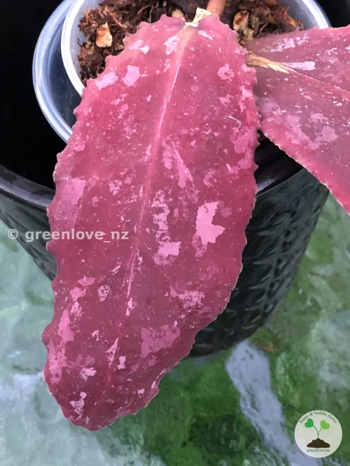 Rare Hoya Undulata