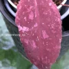 Hoya Undulata