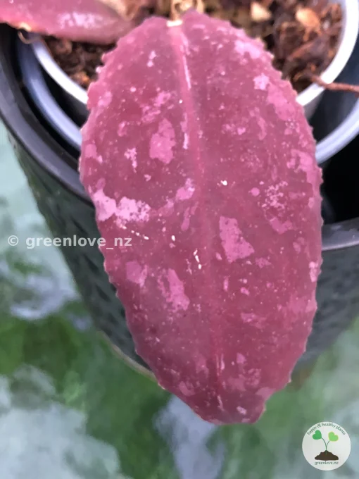 Hoya Undulata