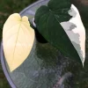 Variegated Syngonium Chiapense