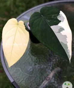Variegated Syngonium Chiapense