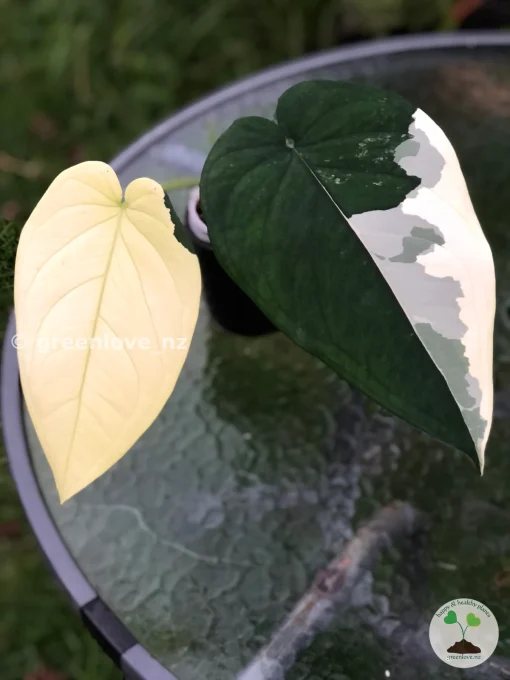 Variegated Syngonium Chiapense